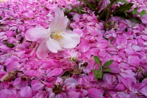 關(guān)于夏日花開的詩(shī)句