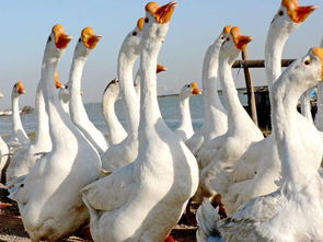 鵝鵝古詩(shī)句