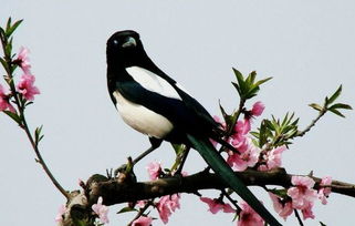 關(guān)于的喜鵲詩句