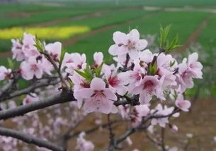 關(guān)于花春風(fēng)的詩句有哪些