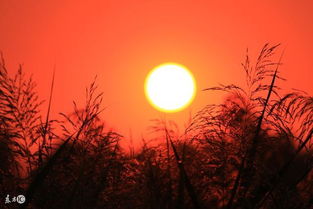 關(guān)于有夕陽紅的詩句