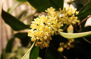 古詩(shī),詩(shī)句,帶有