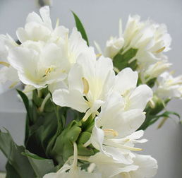 關于姜花的詩句