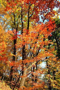 關(guān)于楓葉的完整詩句