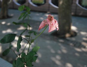 詩句,開花,于秋花