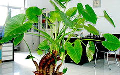 關(guān)于描寫滴水觀音的詩句