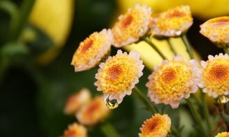 關(guān)于雨中的菊花的詩句