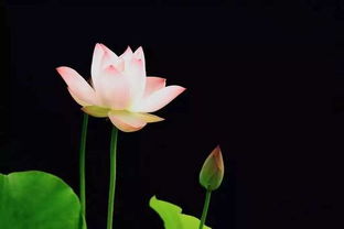 關(guān)于楊柳蓮花的詩句