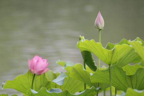 古詩,詩句,秋天,大全