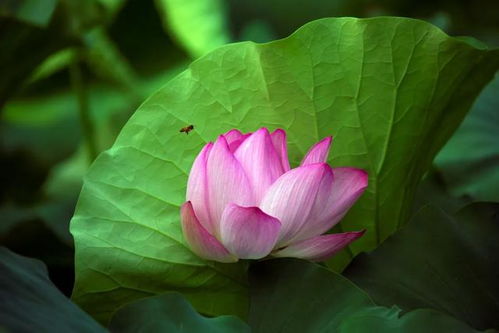 陸游寫過那些關(guān)于讀書的詩句