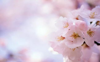 關(guān)于桃花的詩句還有哪些?,桃花的詩句有哪些?,帶有桃花的詩句有哪些