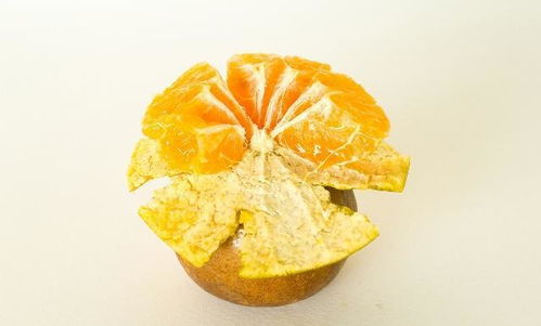 關(guān)于橘皮的詩(shī)句