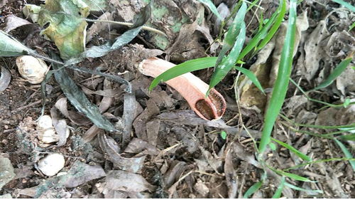 關(guān)于池塘邊上的柳樹的詩句