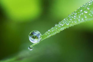 描寫露水的古詩句