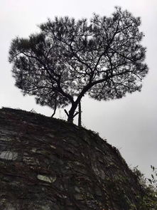 描寫松樹的古詩詩句