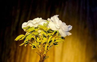 表達(dá)困惑的古詩(shī)句