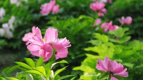 日本關(guān)于野花的詩句