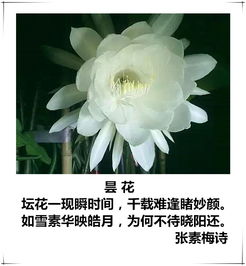 有關(guān)于百花的詩句