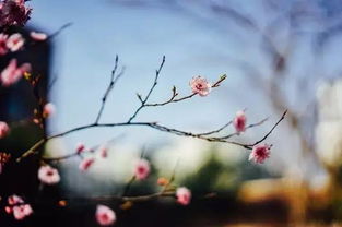 春天積極向上的古詩句