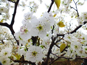 帶梨花的詩(shī)句古詩(shī)