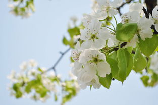 關(guān)于梨花的最好的詩(shī)句