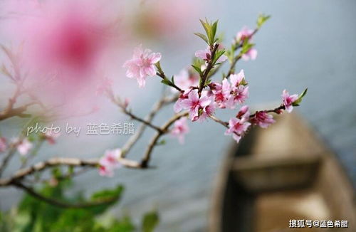 詩句,桃花,搞笑,大全