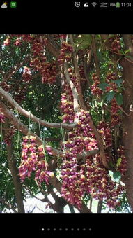 贊美禾雀花的古詩句