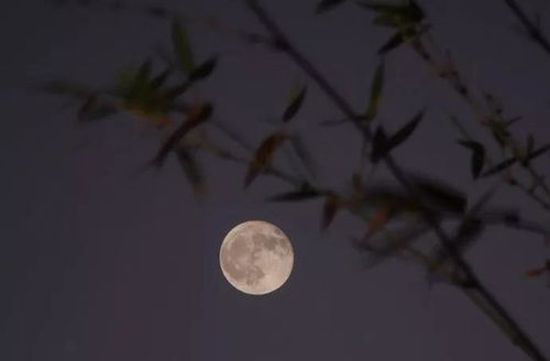 關(guān)于清風(fēng)明月的古詩句