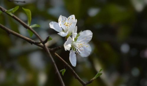 關于贊美櫻桃花的詩句