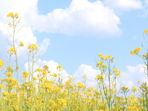 關(guān)于田園生活的詩(shī)句有什么