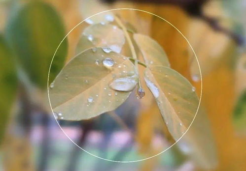 秋雨過后的詩句古詩大全