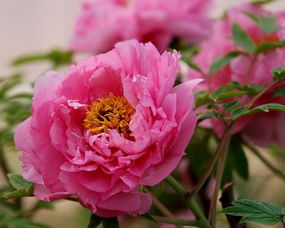 關(guān)于民族氣節(jié)的詩句