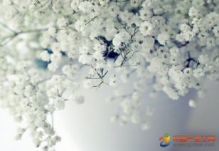 關(guān)于寫滿天星的詩句