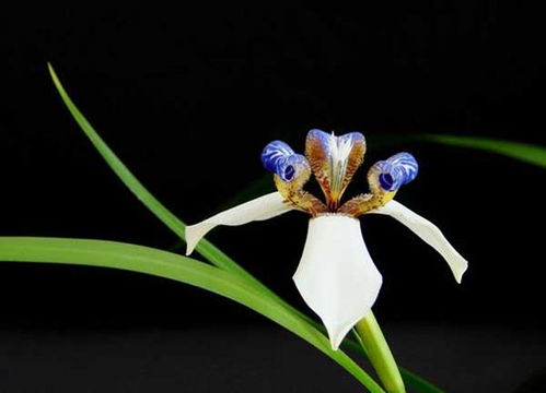 關于紫靛蘭花的詩句