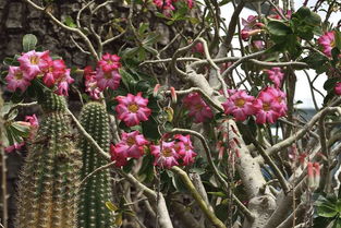 山楂樹的古詩句