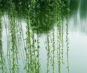 關(guān)于君柳的詩(shī)句