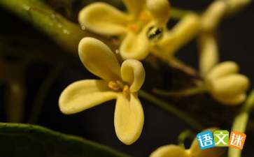 關(guān)于桂花香的經(jīng)典詩(shī)句大全