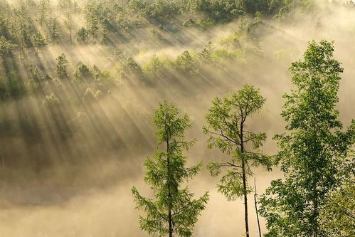 關(guān)于秋露的詩句