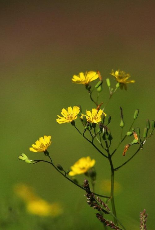 苦菜古詩(shī)句
