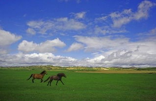 詩(shī)句,搜集,草原