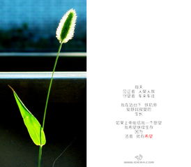 關(guān)于贊美小草的古詩句