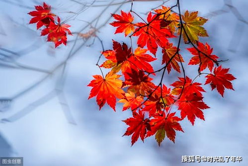 楓葉的相思詩句古詩