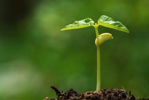 關(guān)于樹木的詩句古詩詞