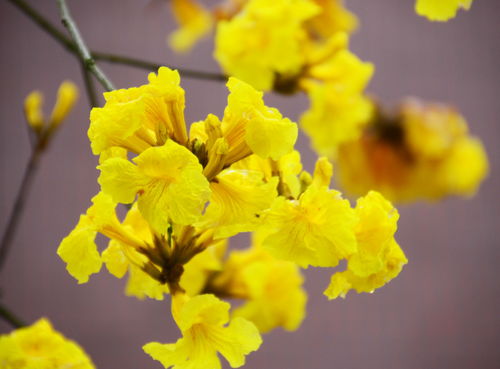 黃花風鈴木古詩句