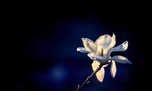 諷刺人不誠實(shí)的古詩句