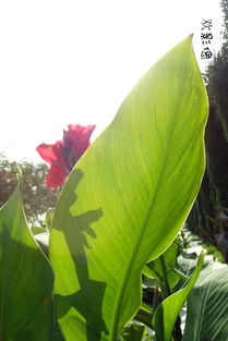 關(guān)于花蟲鳥樹的詩句