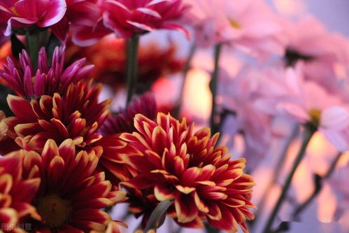 請(qǐng)你,兩句,詩(shī)句,描寫