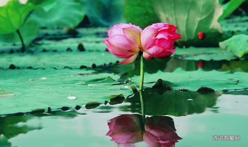 關于并蒂蓮的虐心詩句