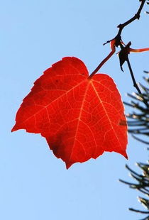 關(guān)于秋葉的詩句古詩名句