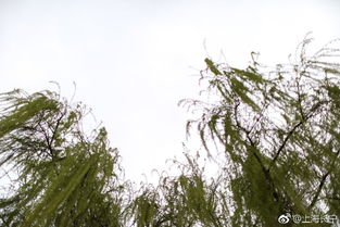 新葉,初春,詩句